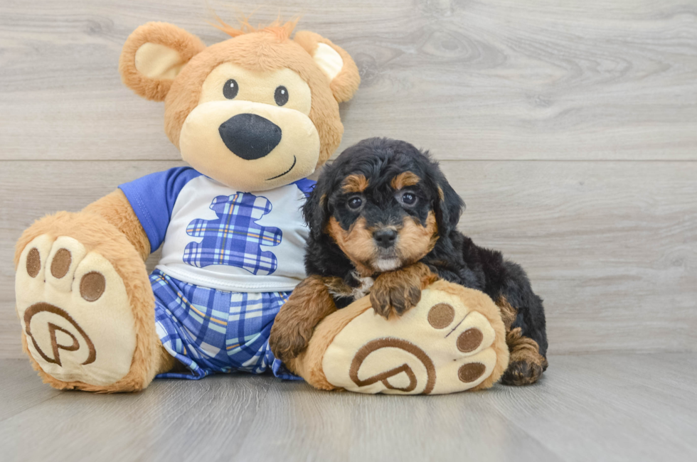 6 week old Mini Bernedoodle Puppy For Sale - Pilesgrove Pups