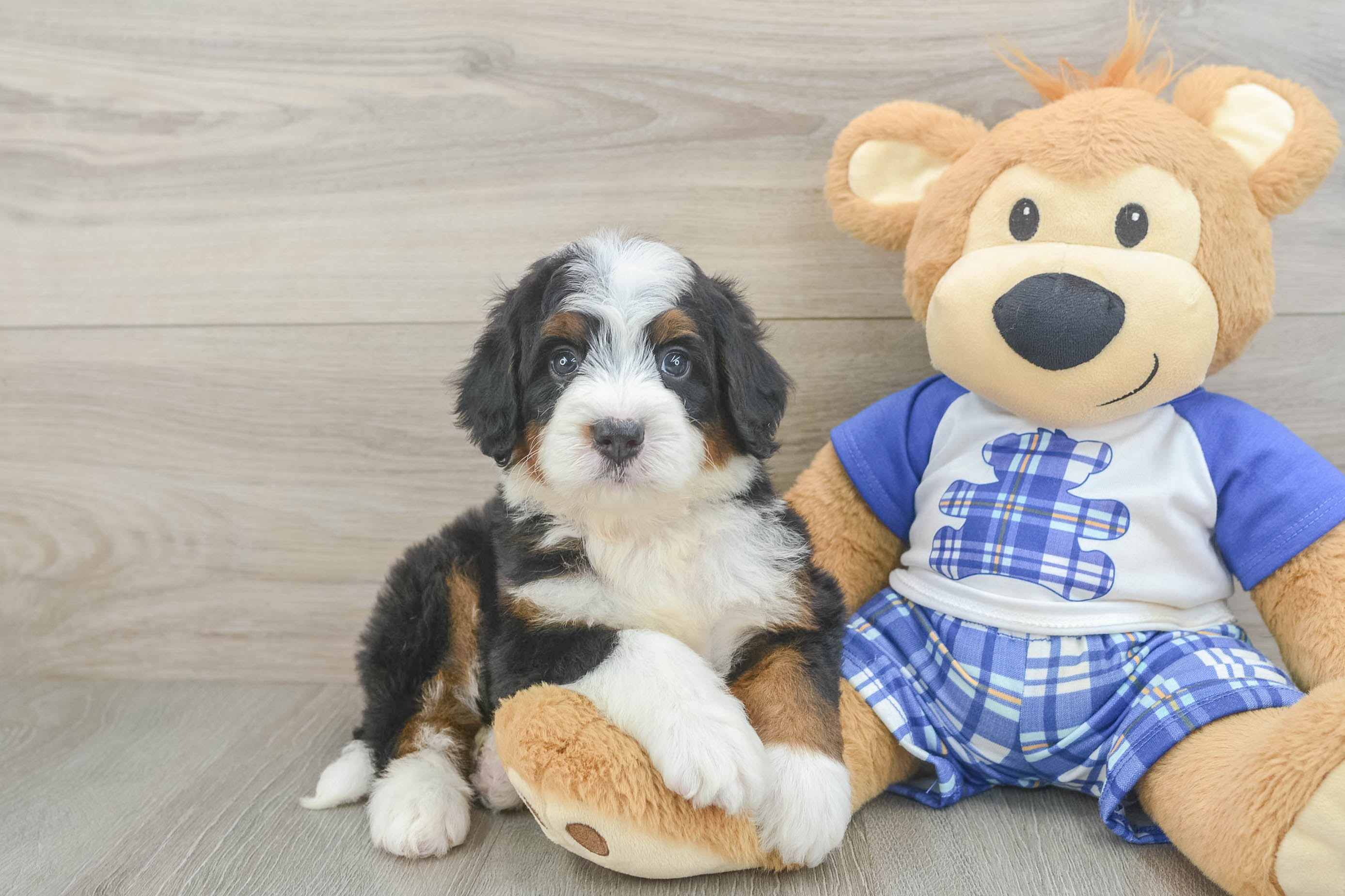 Playful Mini Bernadoodle Poodle Mix Puppy