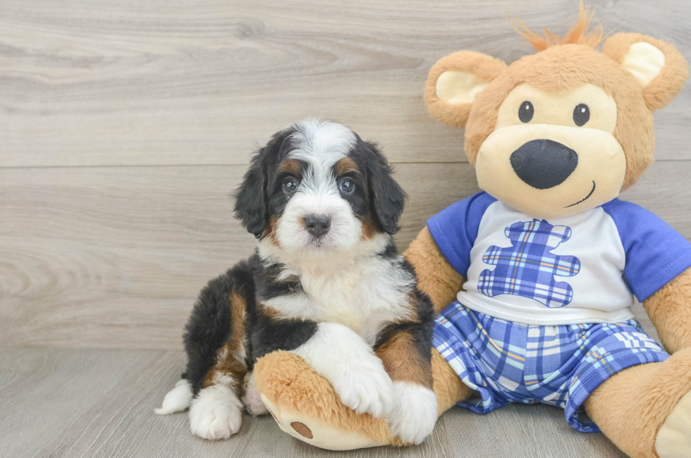 5 week old Mini Bernedoodle Puppy For Sale - Pilesgrove Pups