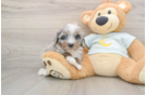 Mini Bernedoodle Pup Being Cute
