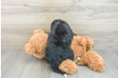 Best Mini Bernedoodle Baby