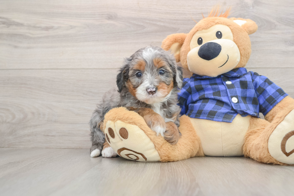Mini Bernedoodle Pup Being Cute