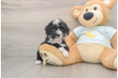 Best Mini Bernedoodle Baby