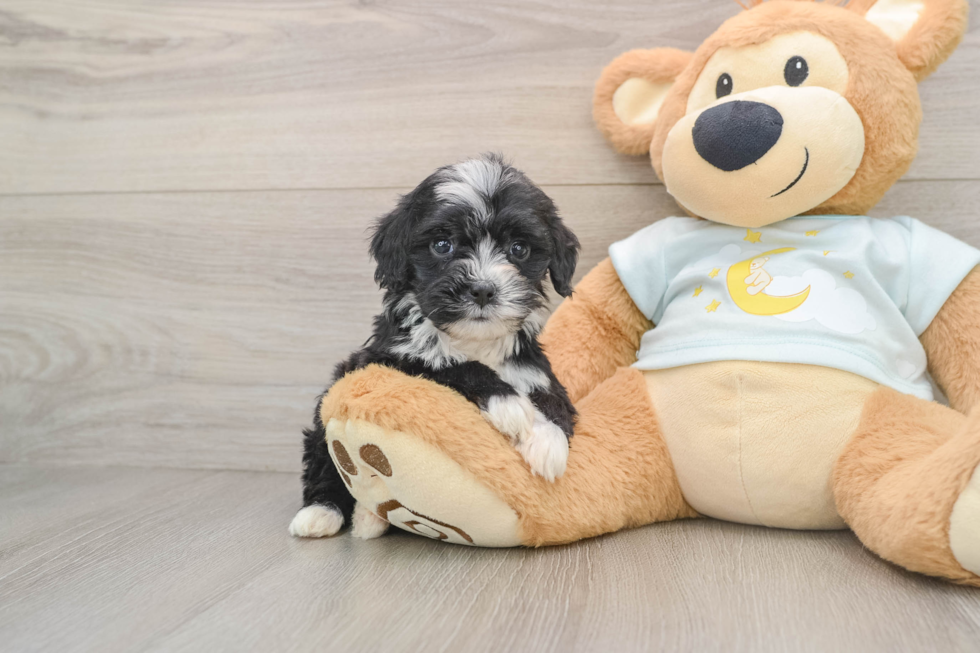 Best Mini Bernedoodle Baby