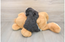 Cute Mini Bernedoodle Baby