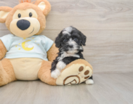 8 week old Mini Bernedoodle Puppy For Sale - Pilesgrove Pups