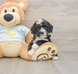 8 week old Mini Bernedoodle Puppy For Sale - Pilesgrove Pups