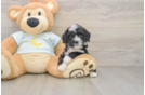 Best Mini Bernedoodle Baby