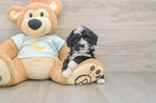 Best Mini Bernedoodle Baby