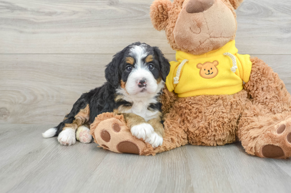 4 week old Mini Bernedoodle Puppy For Sale - Pilesgrove Pups