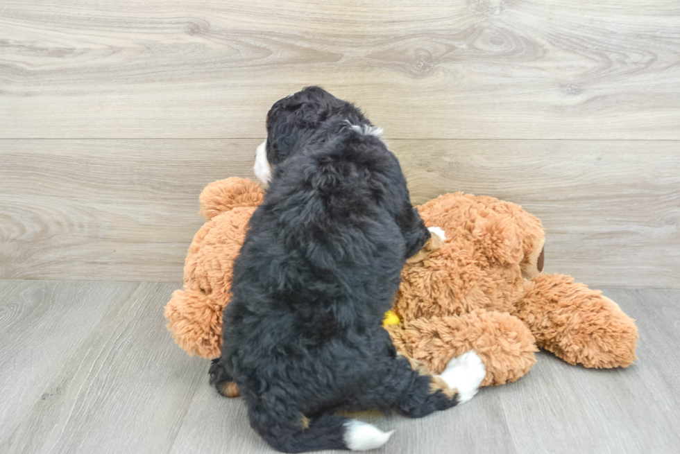 Adorable Mini Bernese Poodle Poodle Mix Puppy