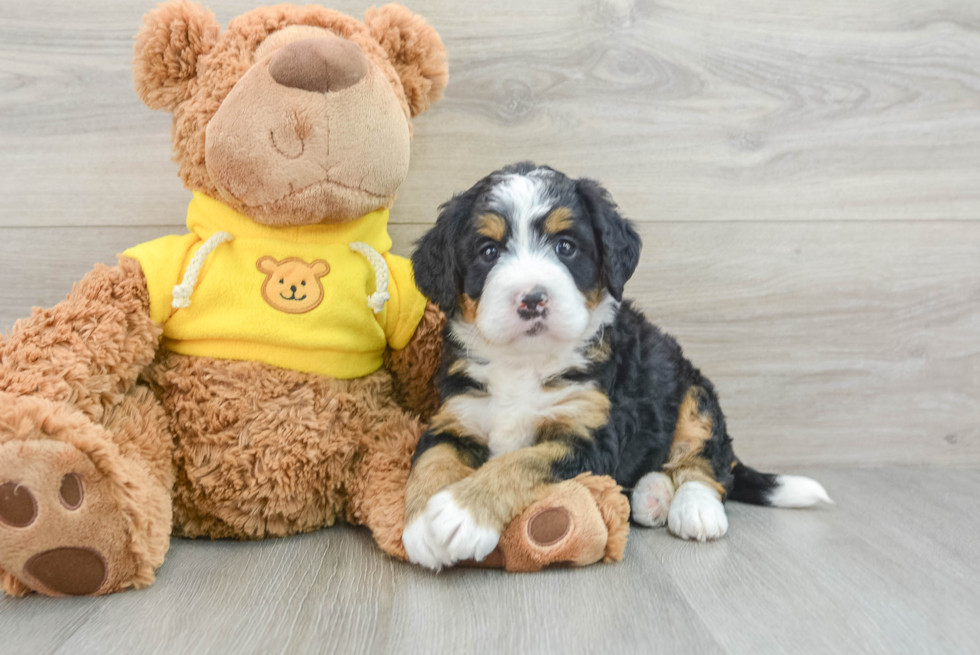 Mini Bernedoodle Puppy for Adoption