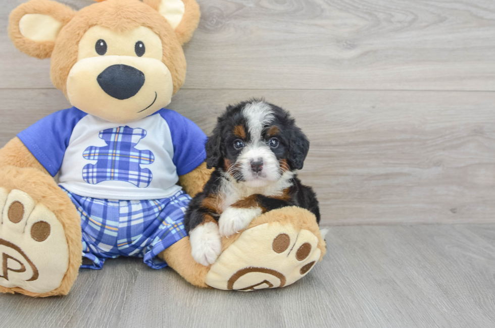 6 week old Mini Bernedoodle Puppy For Sale - Pilesgrove Pups