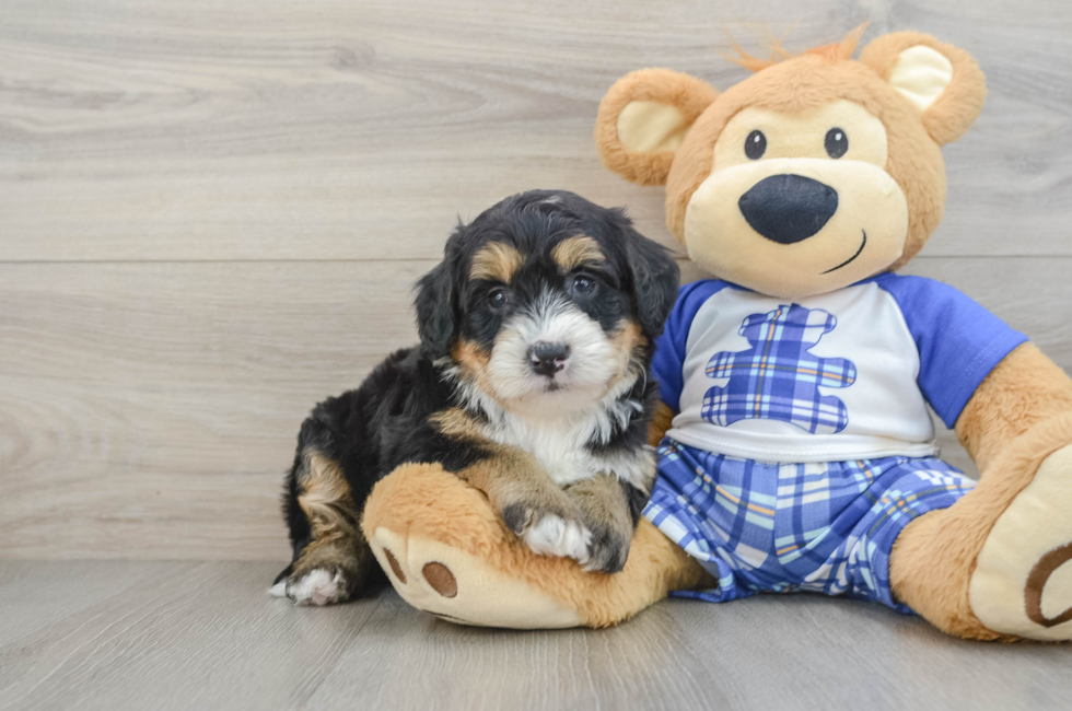6 week old Mini Bernedoodle Puppy For Sale - Pilesgrove Pups