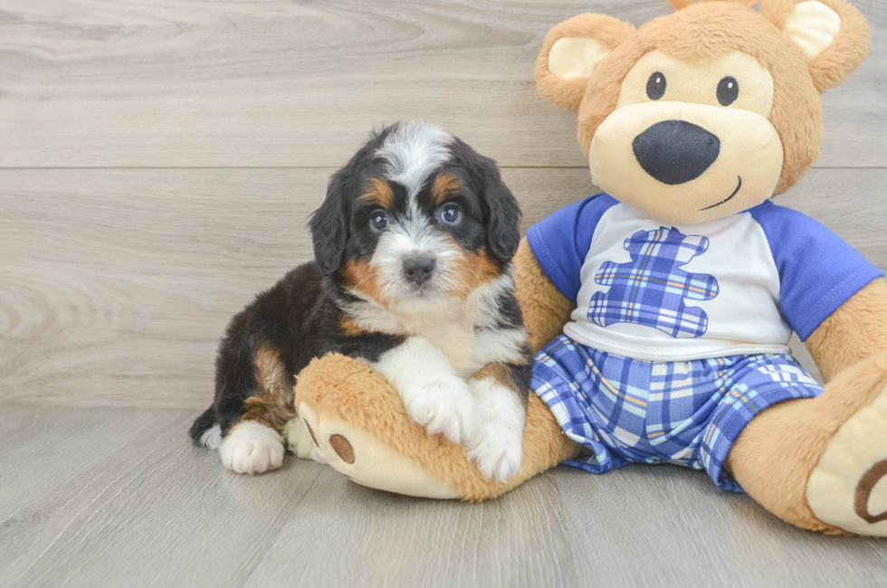 5 week old Mini Bernedoodle Puppy For Sale - Pilesgrove Pups