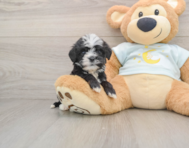 8 week old Mini Bernedoodle Puppy For Sale - Pilesgrove Pups