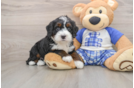Mini Bernedoodle Pup Being Cute