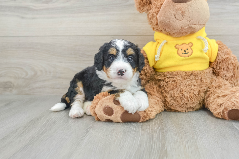 Mini Bernedoodle Puppy for Adoption