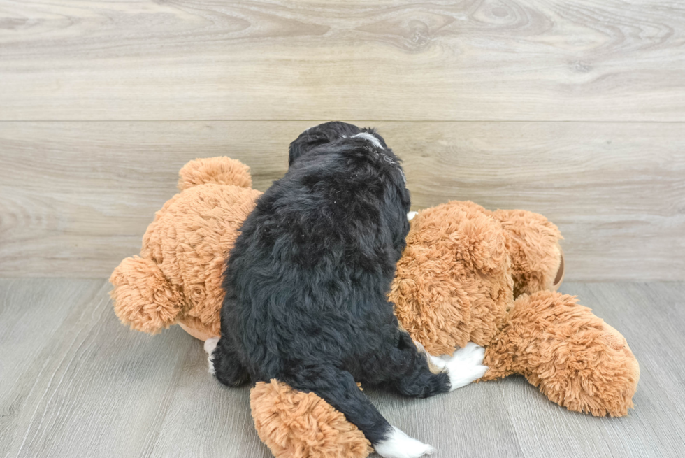 Little Bernadoodle Poodle Mix Puppy