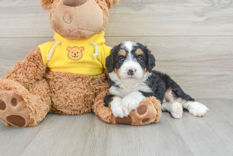 Funny Mini Bernedoodle Poodle Mix Pup