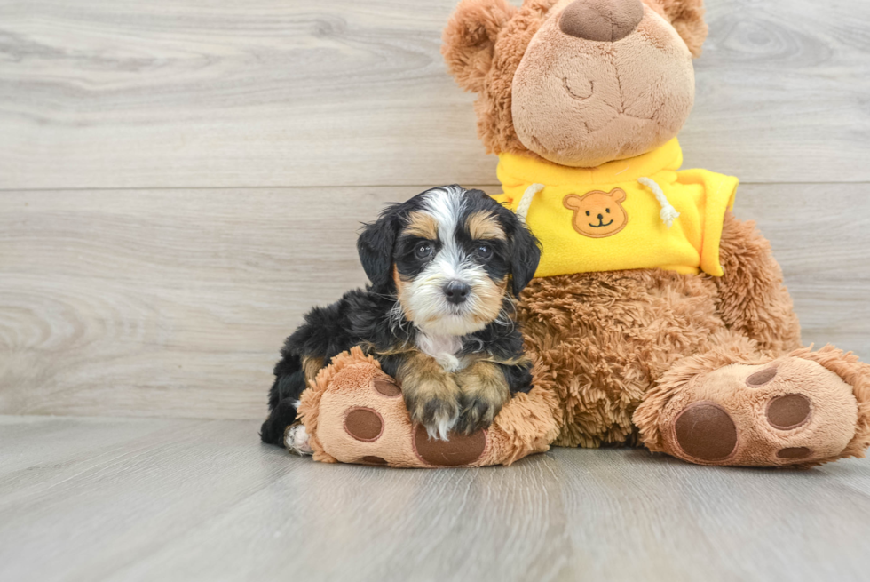 Petite Mini Bernedoodle Poodle Mix Pup