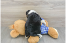 Happy Mini Bernedoodle Baby