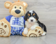 8 week old Mini Bernedoodle Puppy For Sale - Pilesgrove Pups