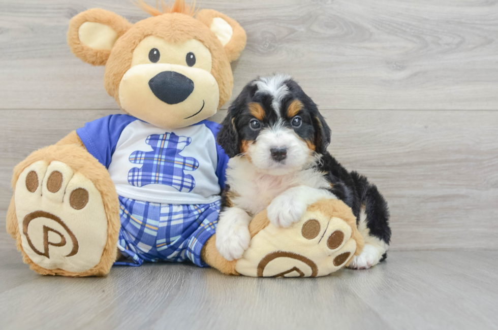 6 week old Mini Bernedoodle Puppy For Sale - Pilesgrove Pups