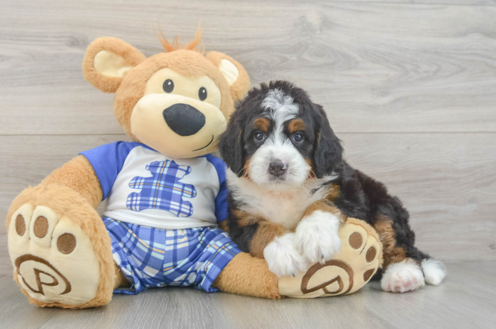 5 week old Mini Bernedoodle Puppy For Sale - Pilesgrove Pups