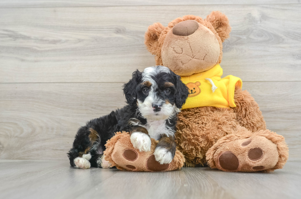 7 week old Mini Bernedoodle Puppy For Sale - Pilesgrove Pups