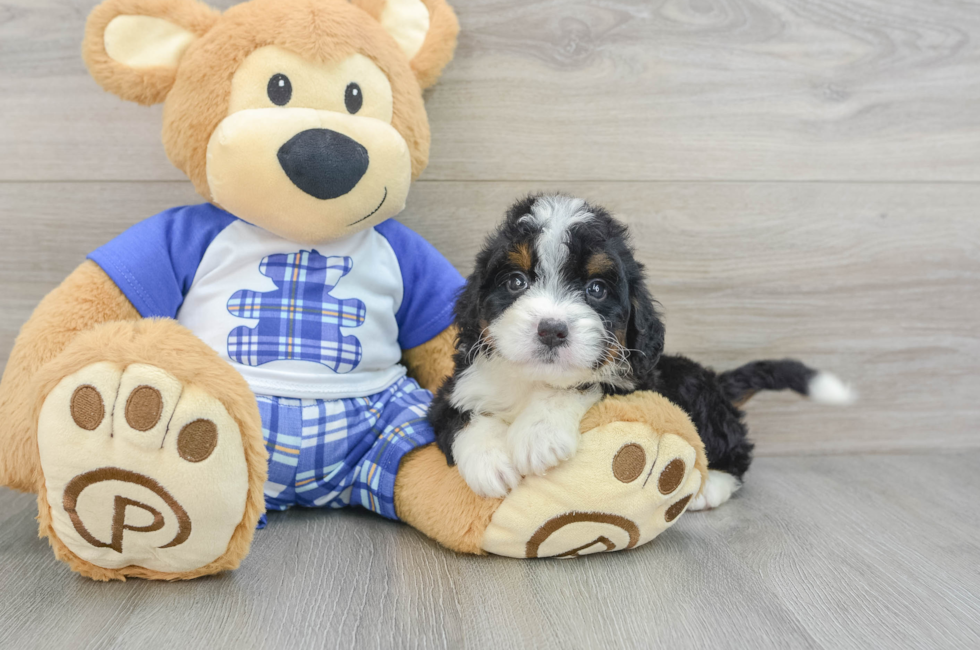 6 week old Mini Bernedoodle Puppy For Sale - Pilesgrove Pups