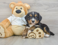 8 week old Mini Bernedoodle Puppy For Sale - Pilesgrove Pups