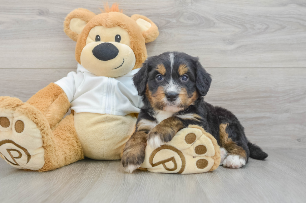 8 week old Mini Bernedoodle Puppy For Sale - Pilesgrove Pups