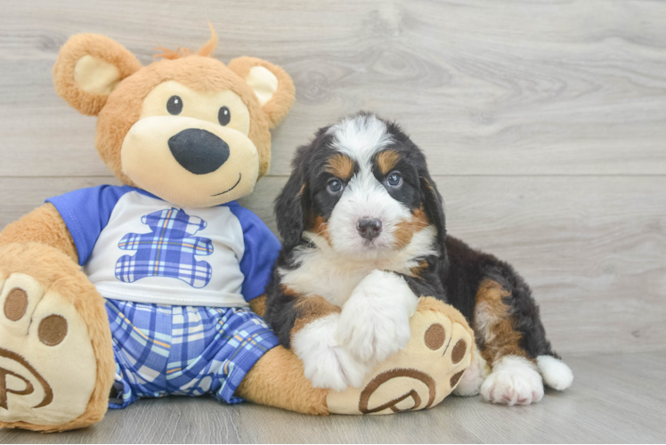 Happy Mini Bernedoodle Baby