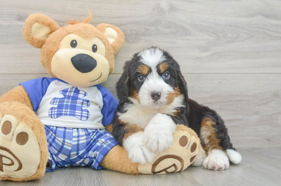 5 week old Mini Bernedoodle Puppy For Sale - Pilesgrove Pups