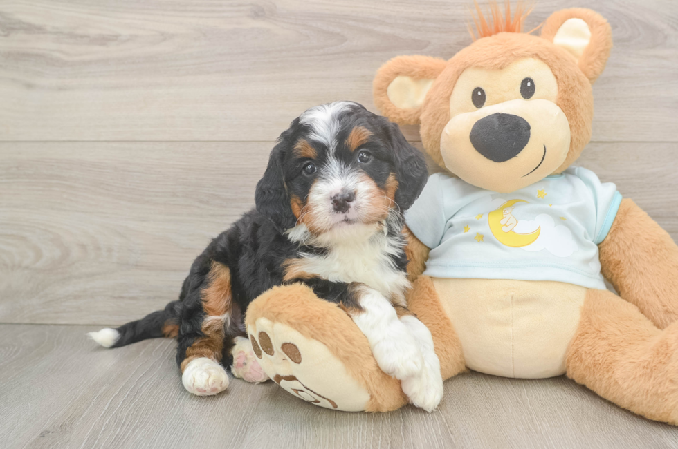 5 week old Mini Bernedoodle Puppy For Sale - Pilesgrove Pups