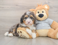 7 week old Mini Bernedoodle Puppy For Sale - Pilesgrove Pups