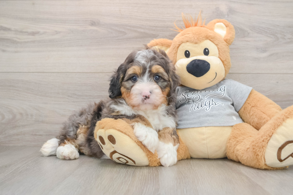 Smart Mini Bernedoodle Poodle Mix Pup