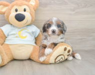 7 week old Mini Bernedoodle Puppy For Sale - Pilesgrove Pups