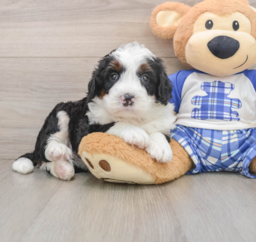 7 week old Mini Bernedoodle Puppy For Sale - Pilesgrove Pups