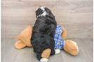 Fluffy Mini Bernedoodle Poodle Mix Pup
