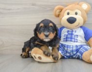 7 week old Mini Bernedoodle Puppy For Sale - Pilesgrove Pups