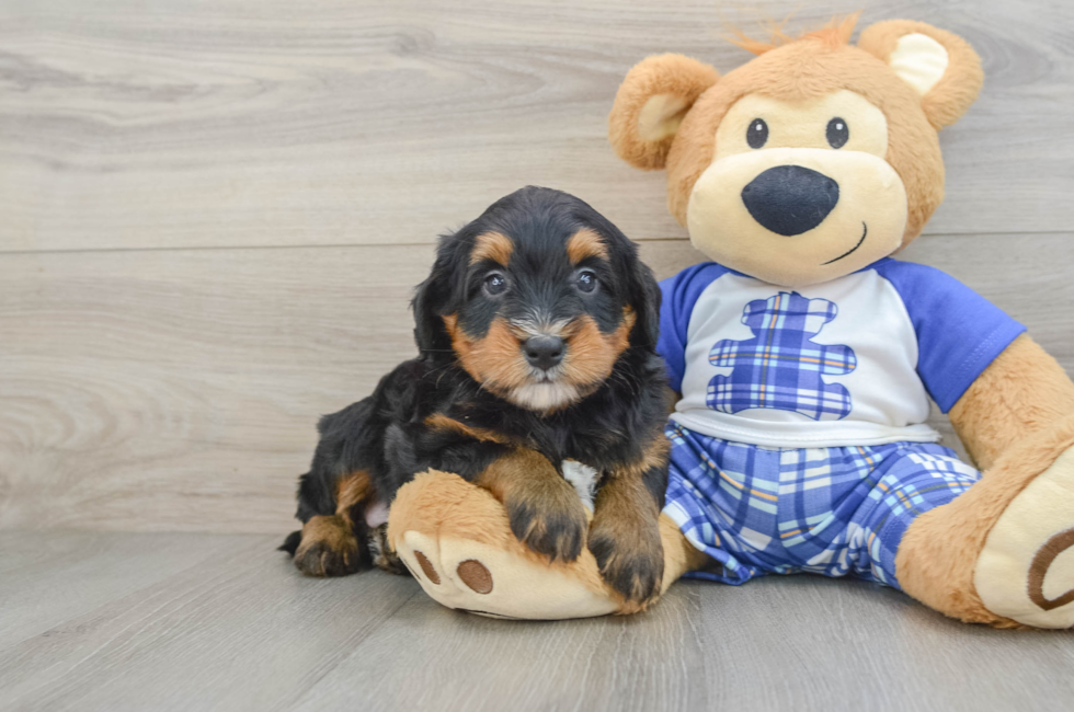 6 week old Mini Bernedoodle Puppy For Sale - Pilesgrove Pups