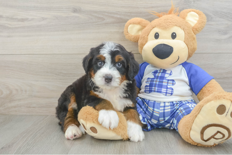 Funny Mini Bernedoodle Poodle Mix Pup
