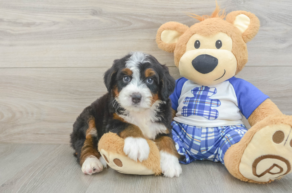 5 week old Mini Bernedoodle Puppy For Sale - Pilesgrove Pups
