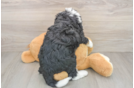 Small Mini Bernedoodle Baby