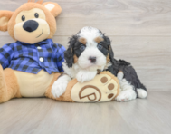 6 week old Mini Bernedoodle Puppy For Sale - Pilesgrove Pups