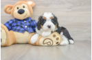 Mini Bernedoodle Pup Being Cute