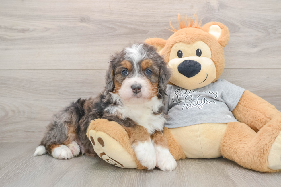 Mini Bernedoodle Pup Being Cute