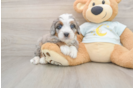 Mini Bernedoodle Puppy for Adoption